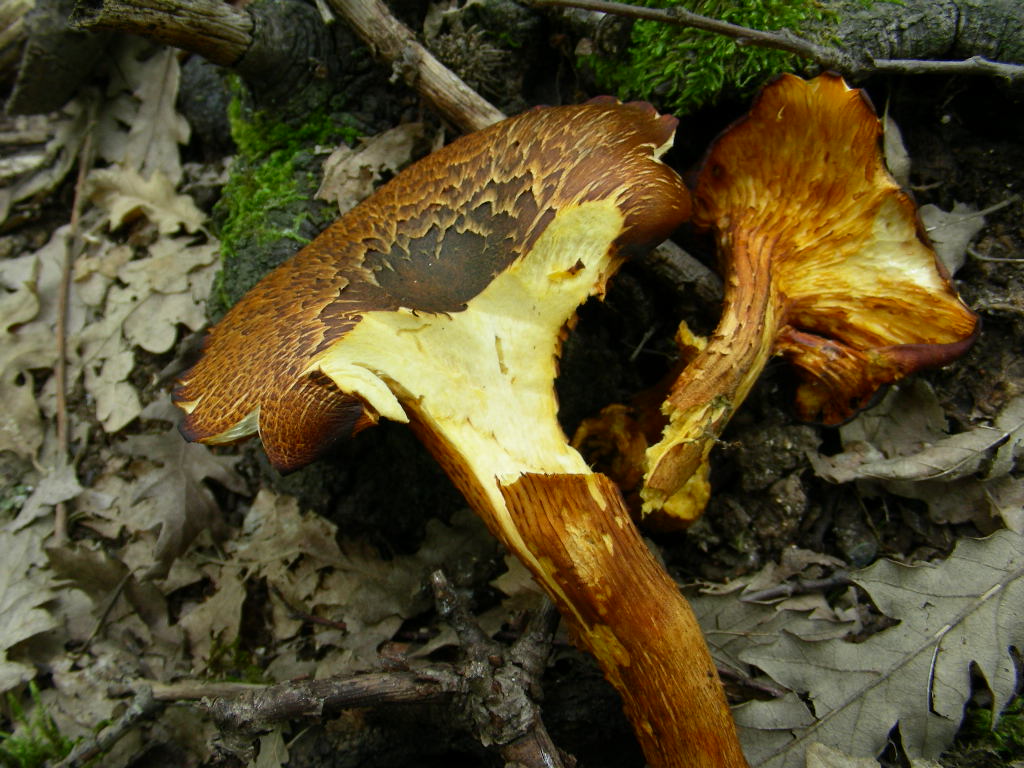 Variabilit di Omphalotus olearius